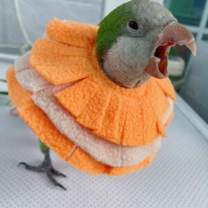 RRRIOT Adjustable Parrot Cone Collar, Safe and Practical Cotton Collar to Prevent Bites and Licking Wounds, to Help heal (2XL)