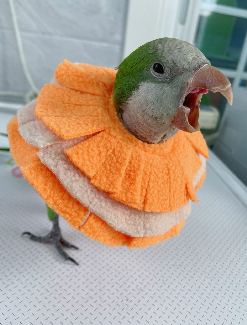 RRRIOT Adjustable Parrot Cone Collar, Safe and Practical Cotton Collar to Prevent Bites and Licking Wounds, to Help heal (2XL)