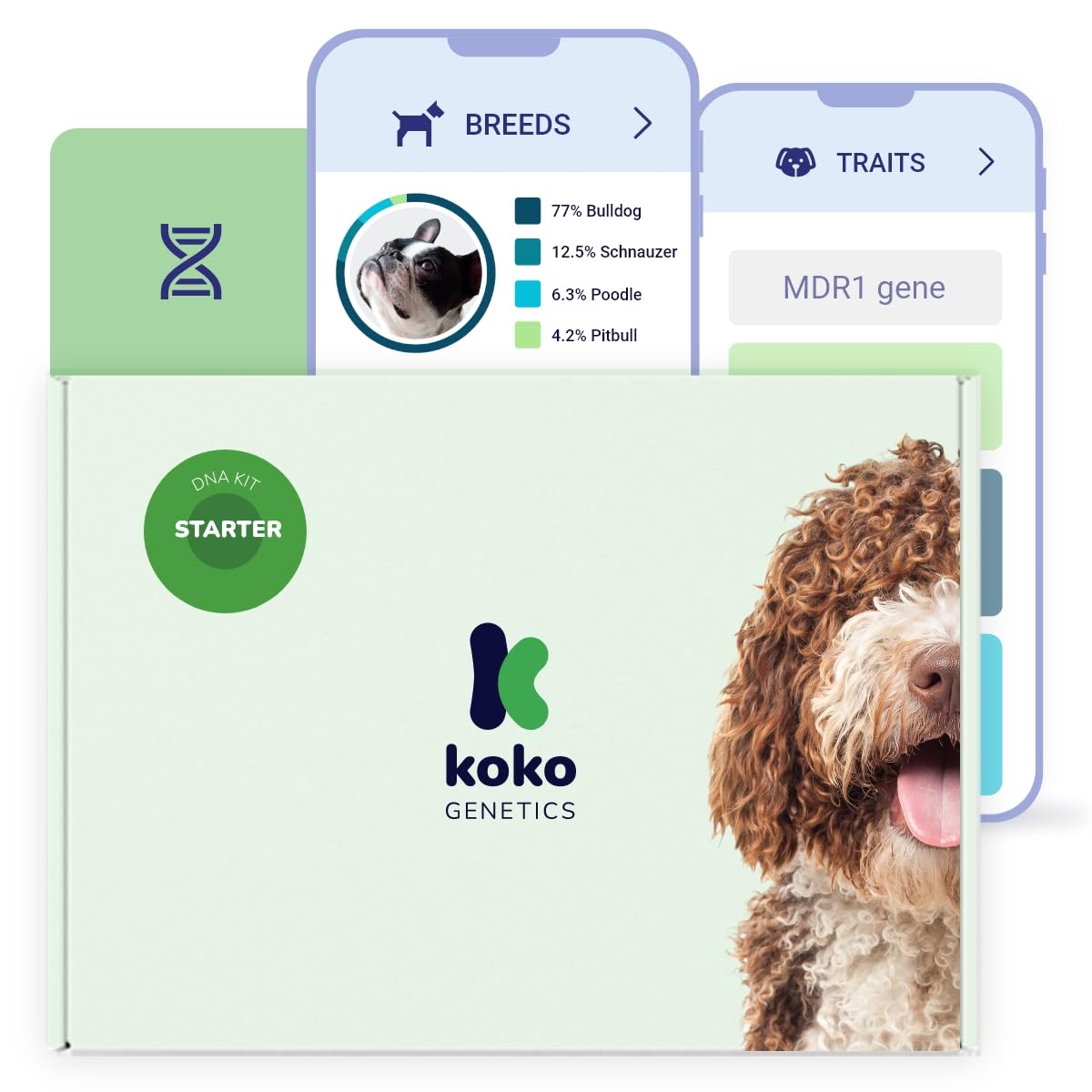 TellmeGen Koko Genetics - DNA Test for Dogs Starter - (Breeds and Traits Reports) - Updates at no Cost