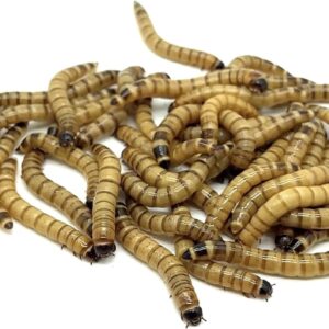 Superworm CO - 100ct Live Superworms - Large 1.75"-2"+ - Live Arrival Guaranteed* (100)