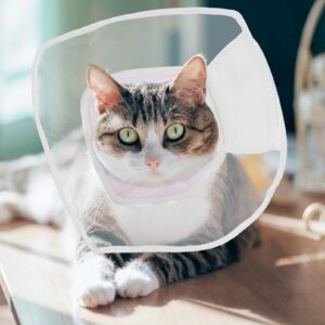 POPETPOP Compound Cone Collar Cat Neck Circle Surgery Recovery Collar Cat Neck Cone Dog Cone Pet Recovery Collar Pet Supply Pet Collars Cat -Licking Collar -Scratch PVC Neck Ring