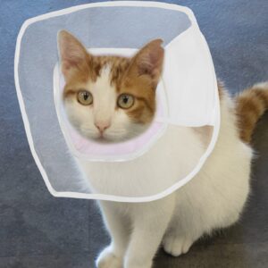 POPETPOP Compound Cone Collar Cat Neck Circle Surgery Recovery Collar Cat Neck Cone Dog Cone Pet Recovery Collar Pet Supply Pet Collars Cat -Licking Collar -Scratch PVC Neck Ring