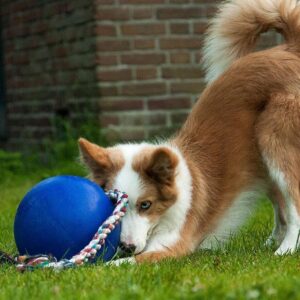 Jolly Pets Romp-n-Roll Rope and Ball Dog Toy, 8 Inches/Large, Blue, Model:608 BL