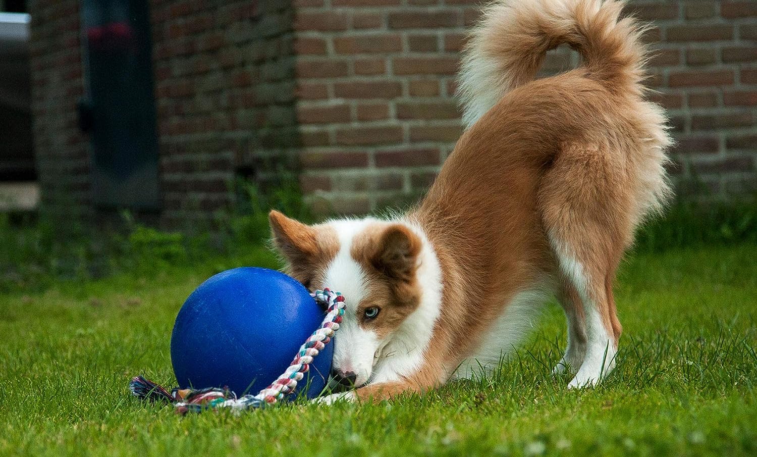 Jolly Pets Romp-n-Roll Rope and Ball Dog Toy, 8 Inches/Large, Blue, Model:608 BL