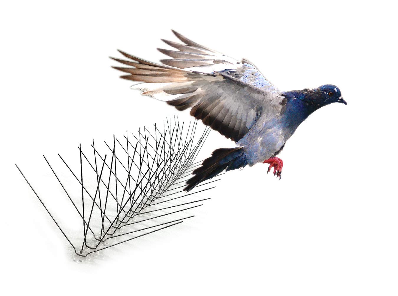 Bird-X Stainless Steel Bird Spikes, 8-inch Extra-Wide Spikes, Bird Spikes for Pigeons and Other Small Birds, Easy to Install, Contains 2 ft. Strips, Covers 100 Linear Feet Area, EWS-100