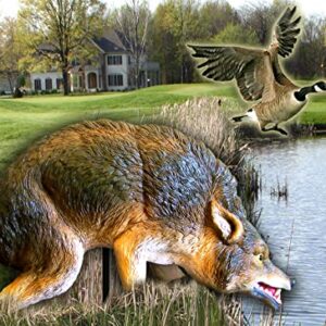 Bird-X 3D Coyote Decoy, Lifelike Predator Replica, Coyote Decoy with Moving Tail and Realistic Markings, Easy to Install, Covers up to 1 Acre of Land, 32" x 8" x 30"