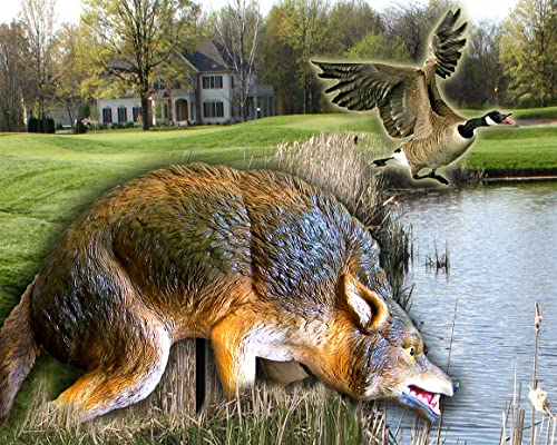 Bird-X 3D Coyote Decoy, Lifelike Predator Replica, Coyote Decoy with Moving Tail and Realistic Markings, Easy to Install, Covers up to 1 Acre of Land, 32" x 8" x 30"