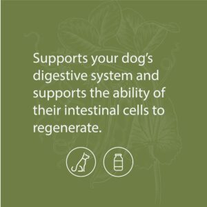 Standard Process Canine Enteric Support - Digestive System Support for Dogs - Nutritional Dog Supplement for Gut Health Support - Canine Supplement Formula to Aid Healthy Digestion - 110 g