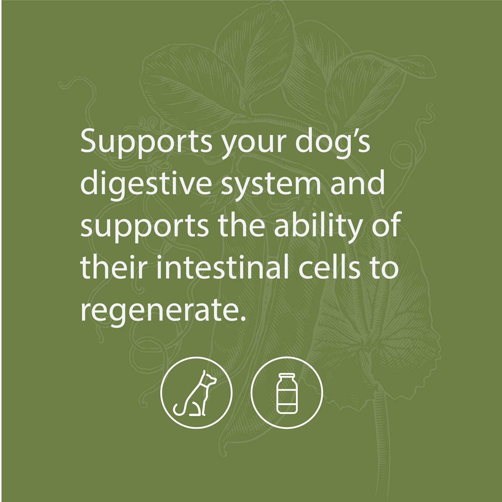 Standard Process Canine Enteric Support - Digestive System Support for Dogs - Nutritional Dog Supplement for Gut Health Support - Canine Supplement Formula to Aid Healthy Digestion - 110 g