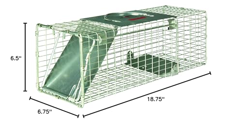 Little Giant® Single Door Live Trap | Racoon Trap | Live Animal Trap | Catches Without Injury | Galvanized Steel Mesh | 18.75 x 6.75 x 6.5 in