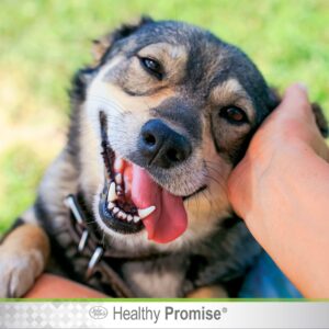 Four Paws Healthy Promise Aloe Ear Mite Treatment for Dogs Ear Mite Remedy 0.75 Fl. Ounces