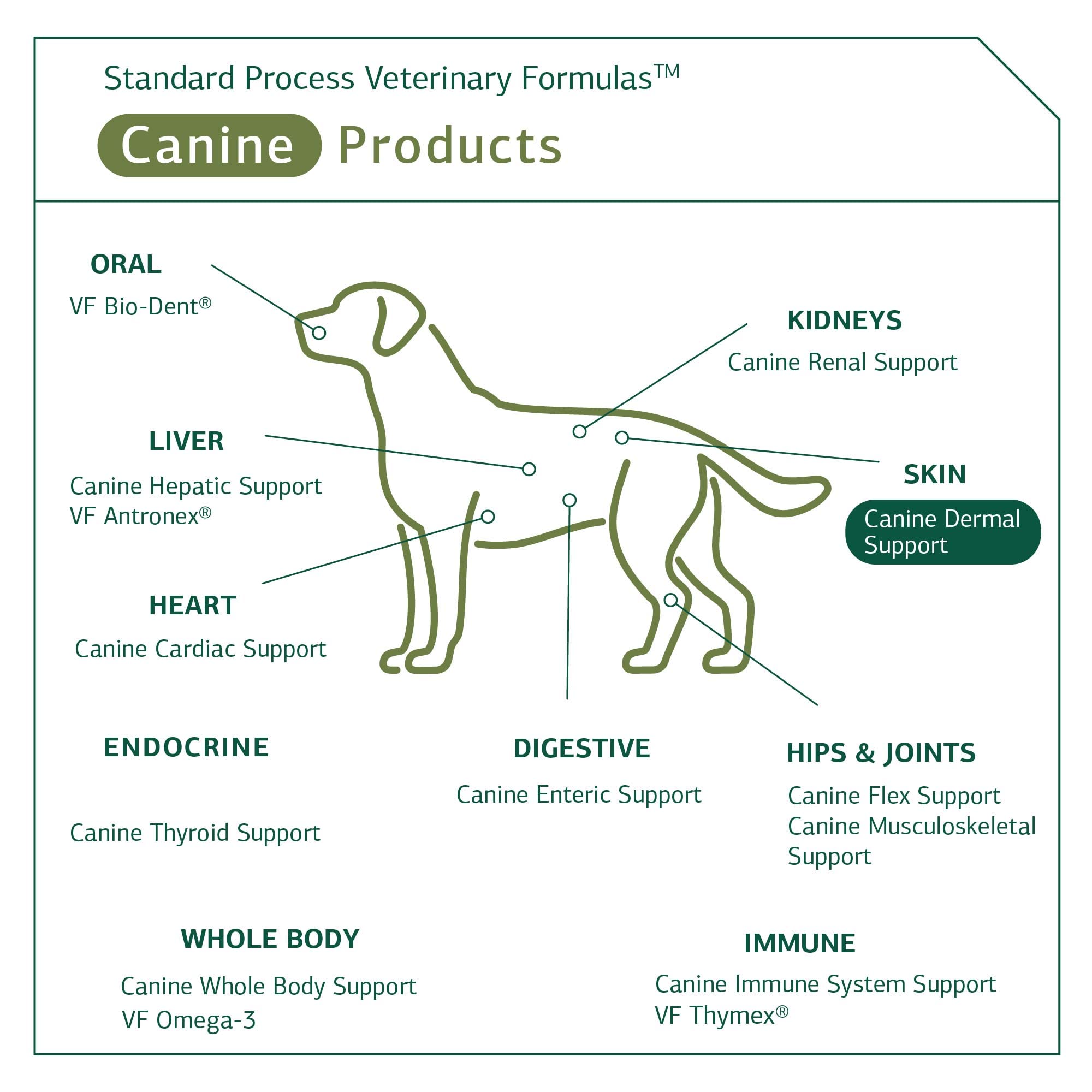 Standard Process Canine Dermal Support - Skin & Adrenal Gland Support Supplement - Comprehensive Skin Health Support Supplement for Dogs - Daily Immune & Liver Support Powder - 30 g