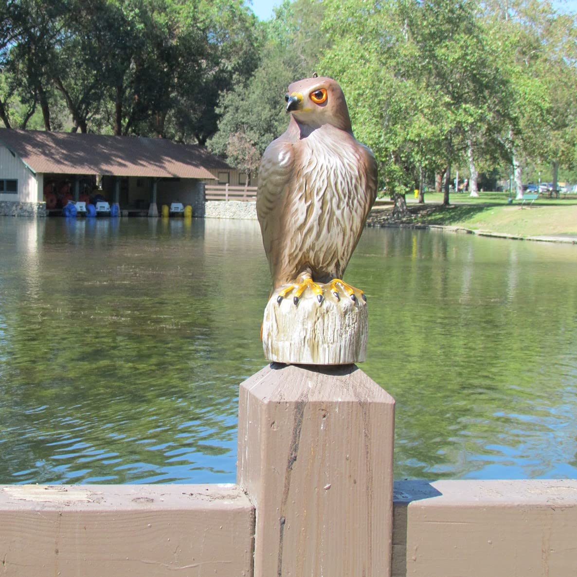 Bird B Gone Plastic Hawk Decoy to Scare Birds Away, Bird Deterrent Devices Outdoor, 16 Inch Fake Hawk Statue, Natural Bird Scarecrow for Garden