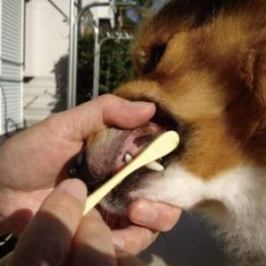 MIND UP Toothbrush Soft Bristle for Large Dogs