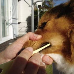 MIND UP Toothbrush Soft Bristle for Large Dogs