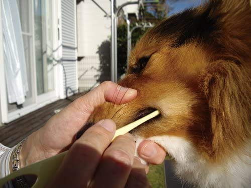 MIND UP Toothbrush Soft Bristle for Large Dogs