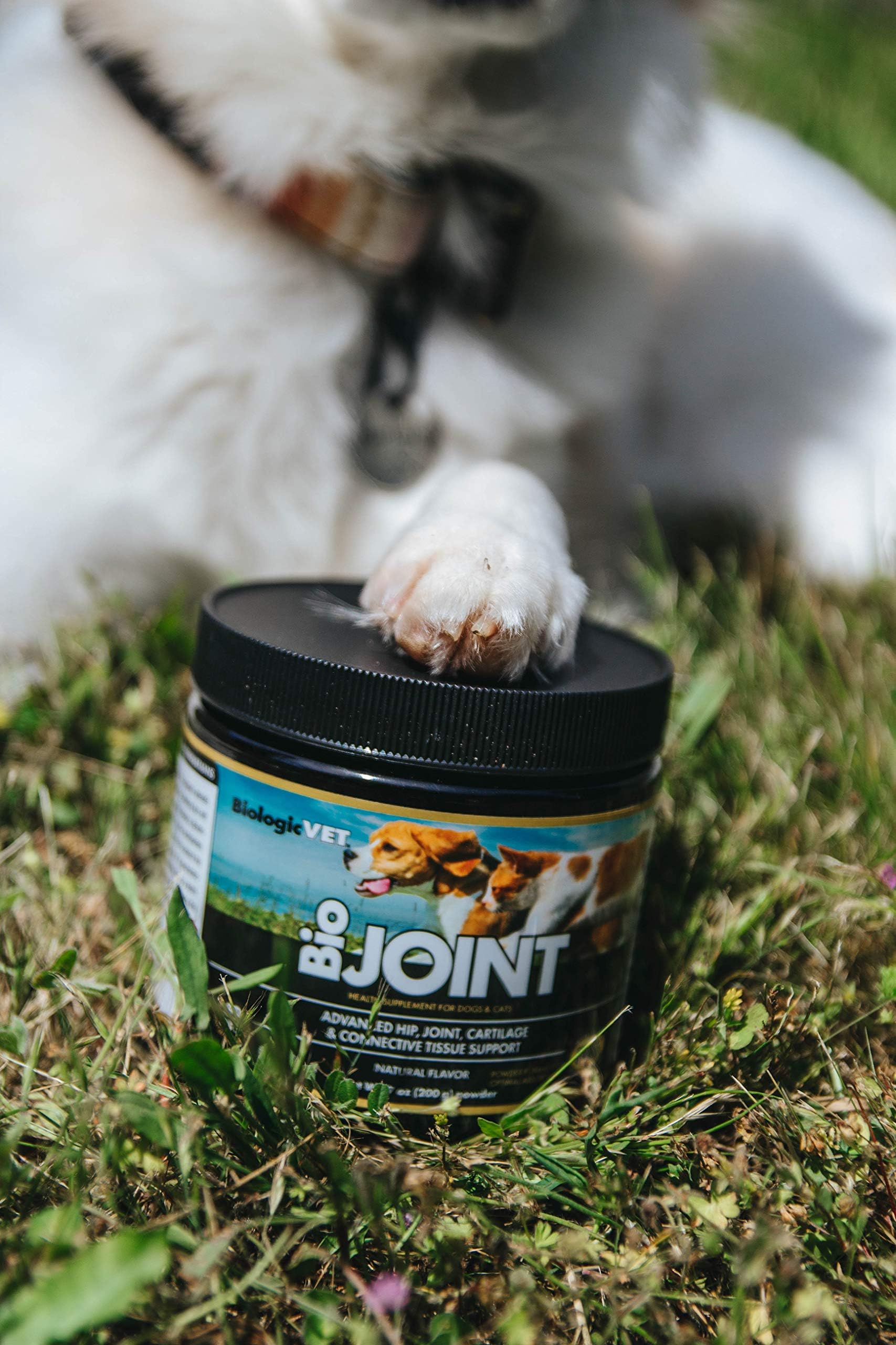 BiologicVET - BioJOINT Advanced Joint Mobility Support, Advanced Hip, Joint, Cartilage & Connective Tissue Support, 40-Day Supply for 20-lb. Animal, 7-oz. Powder