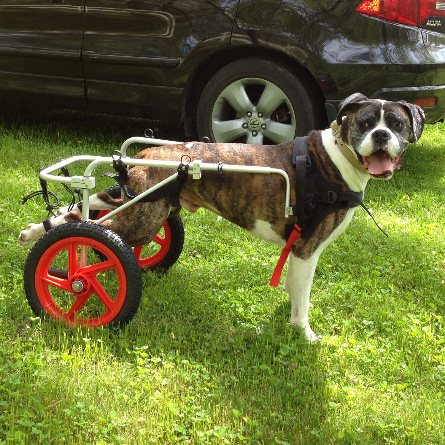 Best Friend Mobility Dog Wheelchair - Large