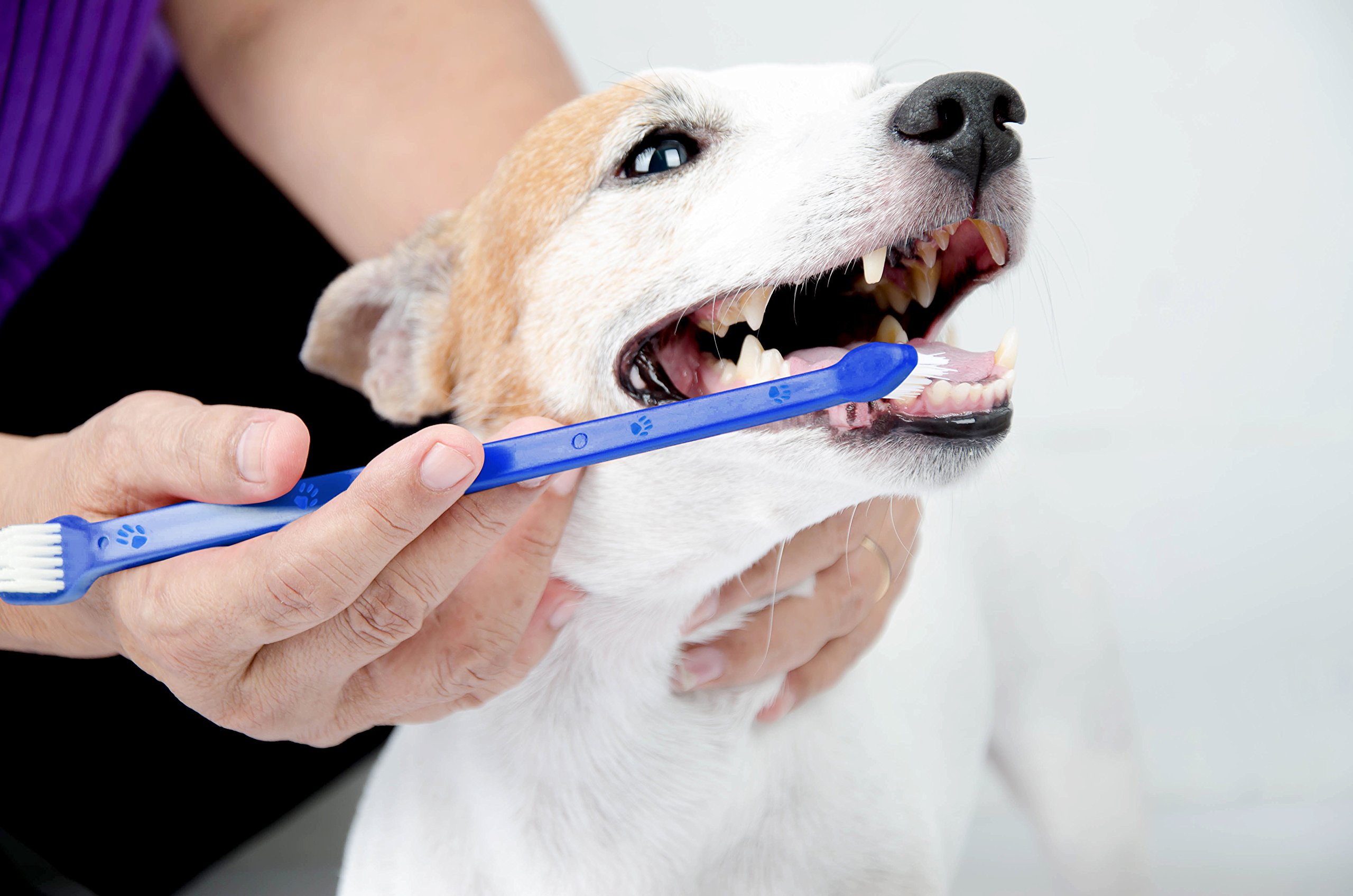 Dog Toothbrush Set