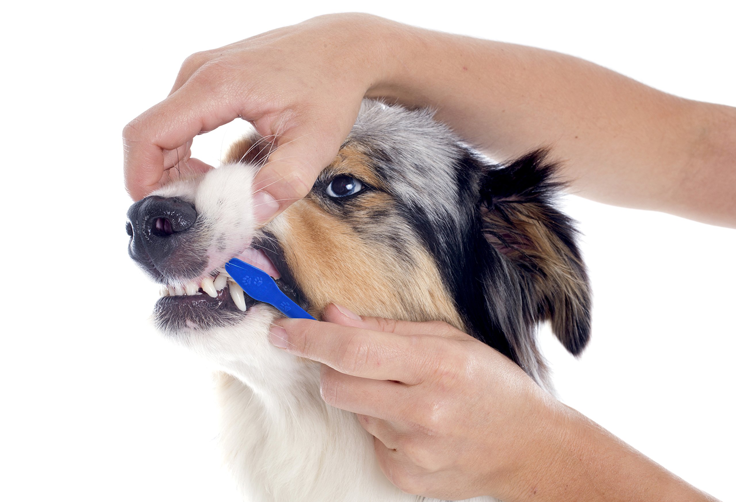 Dog Toothbrush Set