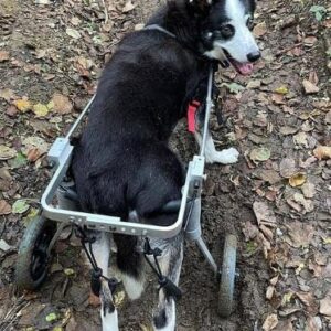 Best Friend Mobility Dog Wheelchair - Medium