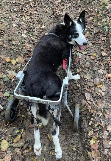 Best Friend Mobility Dog Wheelchair - Medium