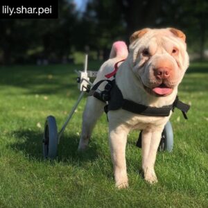 Best Friend Mobility Dog Wheelchair - Medium