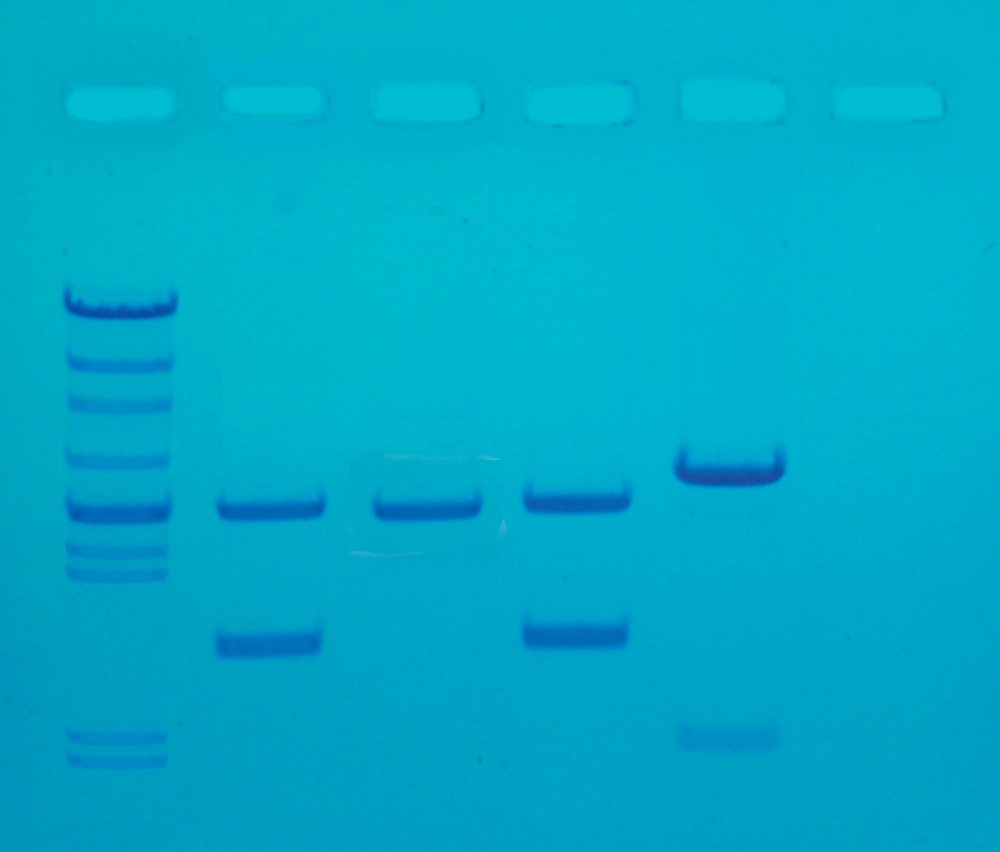 Edvotek 130 Amplification of DNA for Fingerprinting