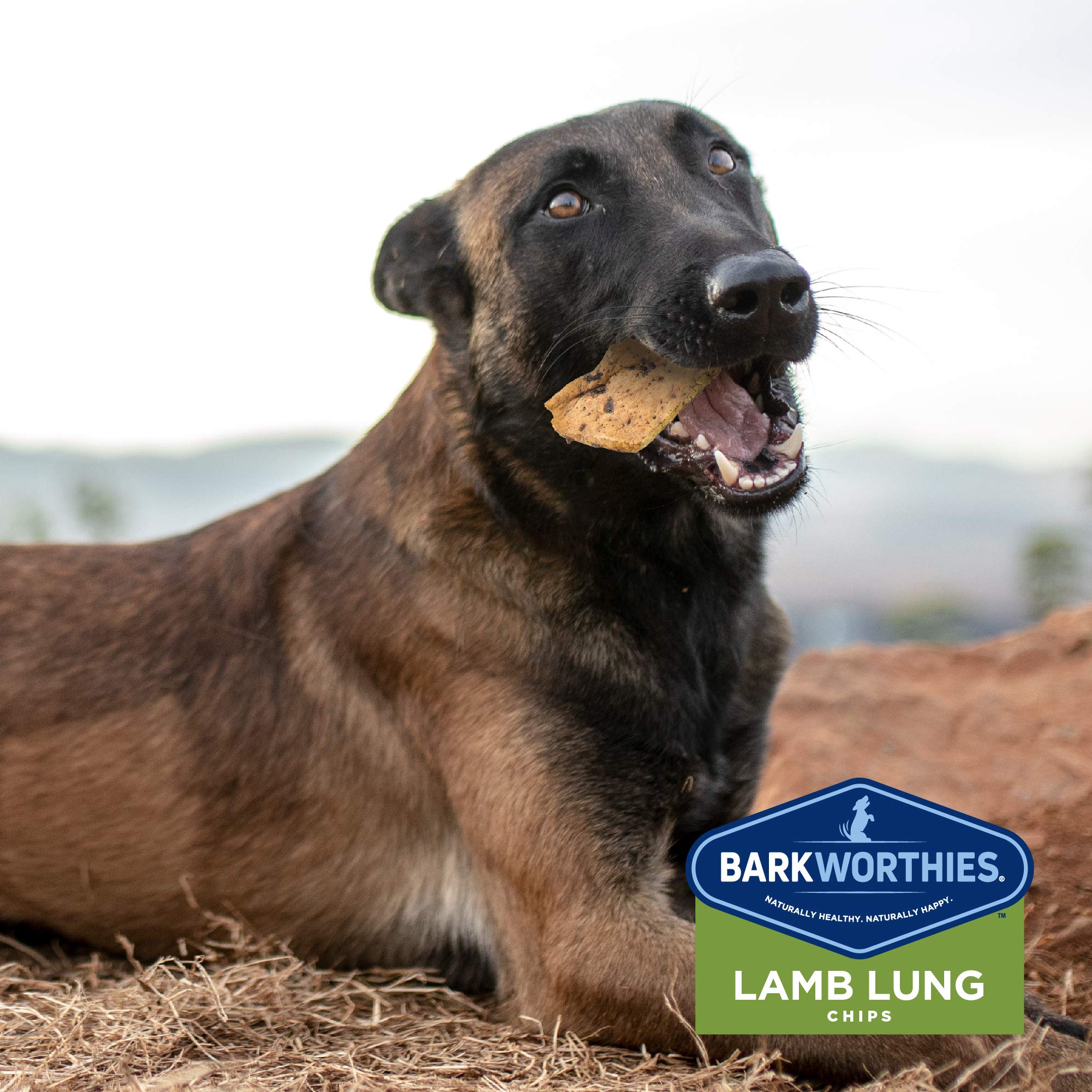 Barkworthies Lamb Lung Chip Chews (12oz. Bag) - All-Natural & Highly Digestible Dog Treats - Promotes Dental Health