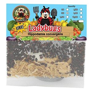 300 Live Ladybugs - Good Bugs - Ladybugs - Guaranteed Live Delivery!