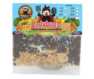 300 live ladybugs - good bugs - ladybugs - guaranteed live delivery!