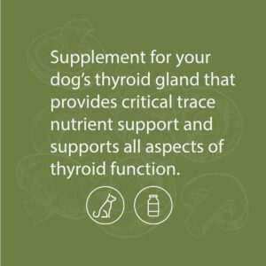 Standard Process - Canine Thyroid Support - Endocrine System Support for Dogs - 100 Grams