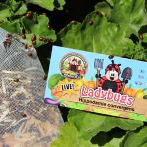 300 Live Ladybugs - Good Bugs - Ladybugs - Guaranteed Live Delivery!