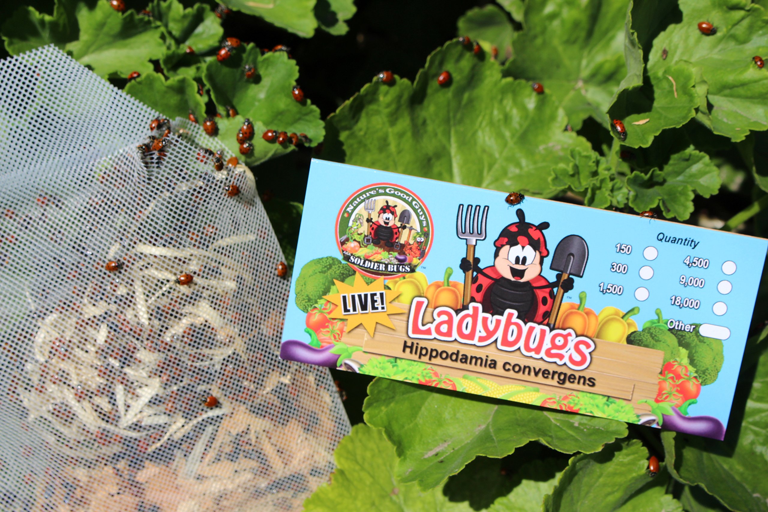 300 Live Ladybugs - Good Bugs - Ladybugs - Guaranteed Live Delivery!