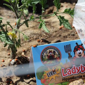 300 Live Ladybugs - Good Bugs - Ladybugs - Guaranteed Live Delivery!