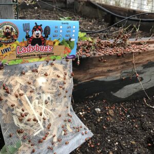 300 Live Ladybugs - Good Bugs - Ladybugs - Guaranteed Live Delivery!