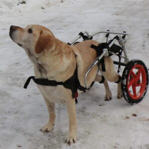 Best Friend Mobility Standard Rear Support Dog Wheelchair FML Elite, Large