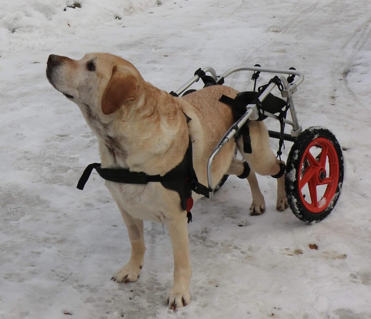 Best Friend Mobility Standard Rear Support Dog Wheelchair FML Elite, Large