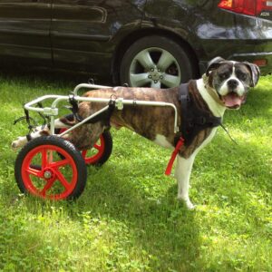 Best Friend Mobility Standard Rear Support Dog Wheelchair FML Elite, Large