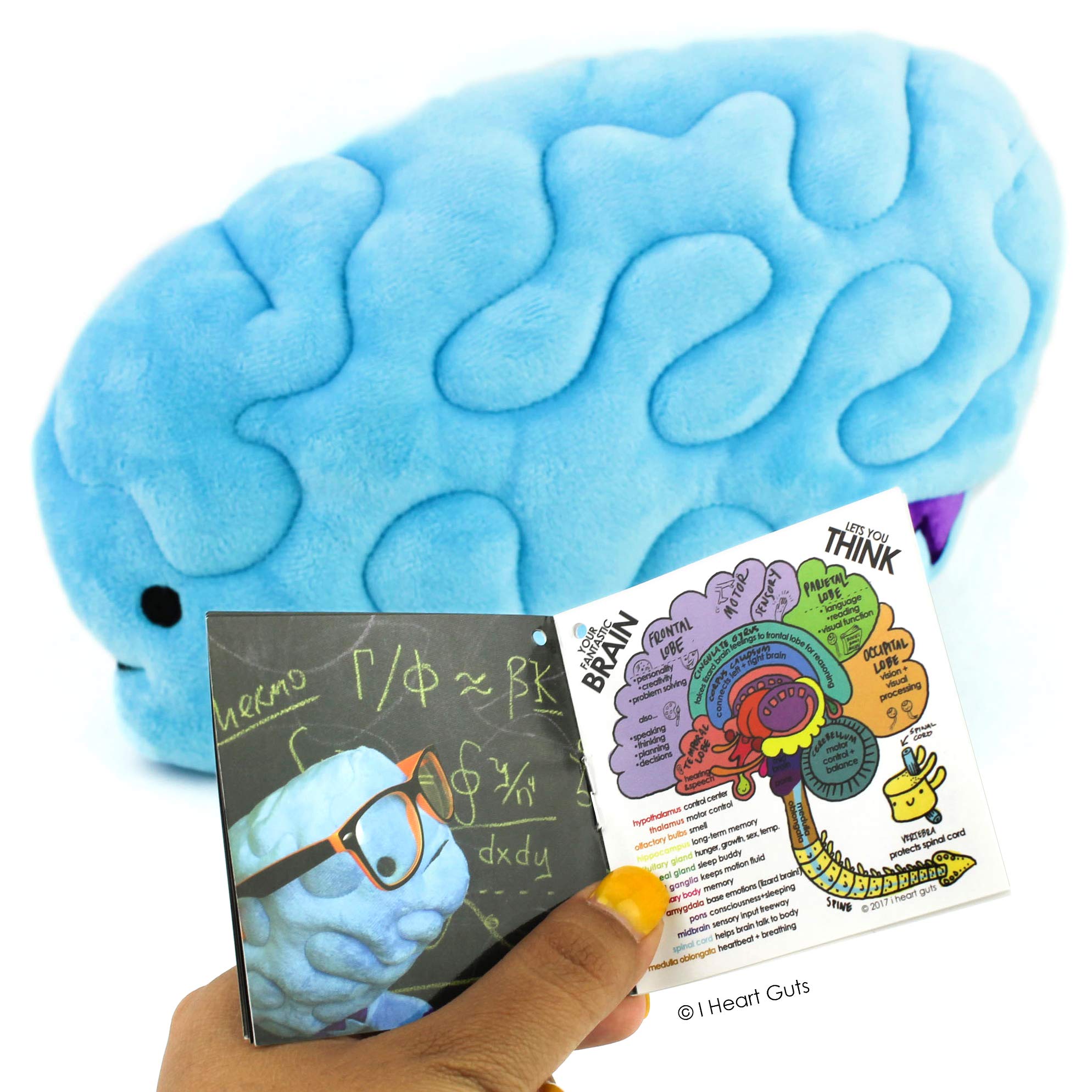 I Heart Guts Brain Plush - All You Need is Lobe - Educational Brain Pillow - 11” Organ Plush, Ideal for Doctors, Nurses, Medical Students, Graduation & Brain Surgery Recovery Gifts