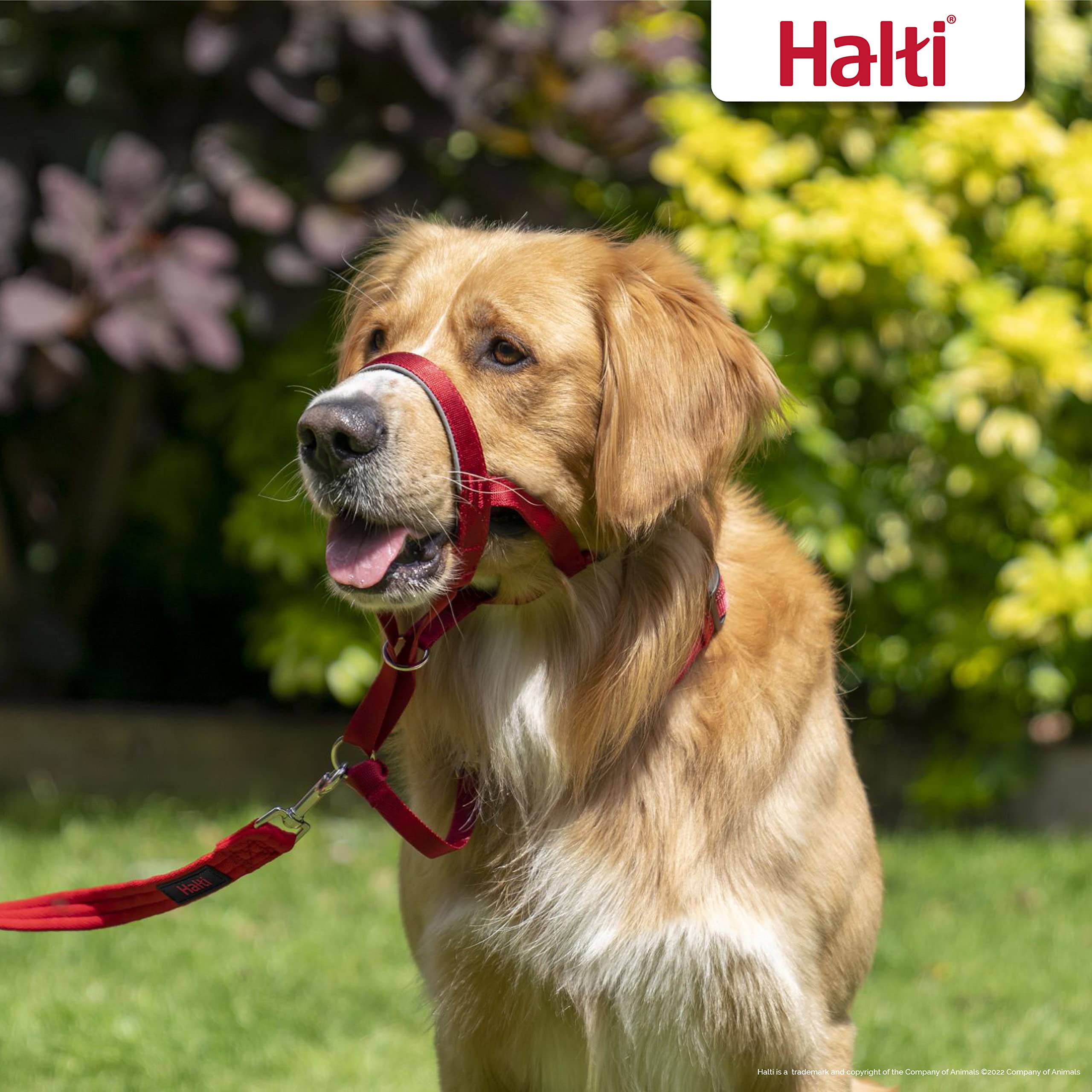 HALTI Headcollar - To Stop Your Dog Pulling on the Leash. Adjustable, Reflective and Lightweight, with Padded Nose Band. Dog Training Anti-Pull Collar for Medium Dogs (Size 3, Red)