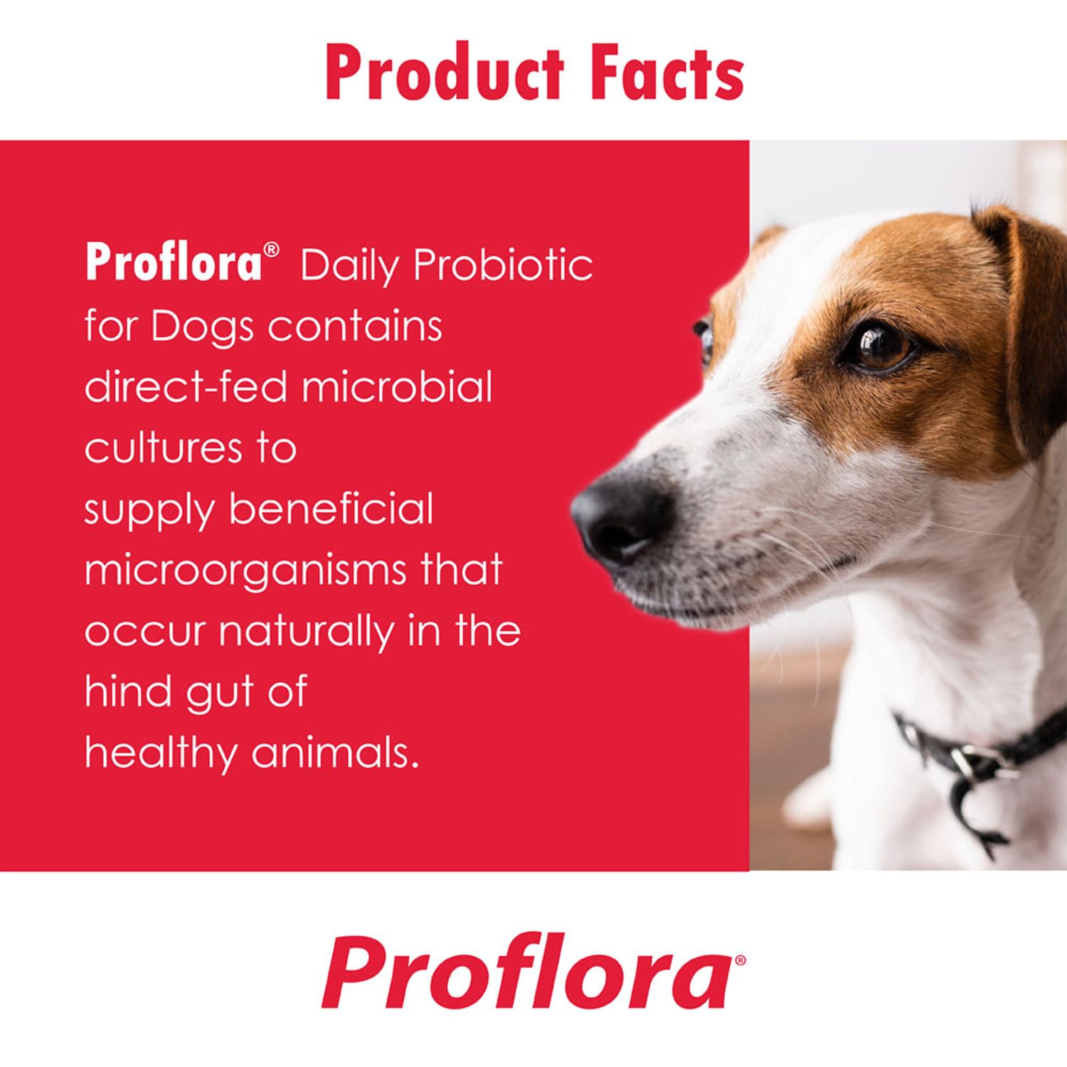 Proflora Probiotics for Dogs-Complete Gut Health & Immune Support. Easy to Use Digestive Multi-Strain Probiotics. Easier Diet Transitions, Healthier Skin & Coat & Helps Treat Diarrhea. 60 Soft Chews