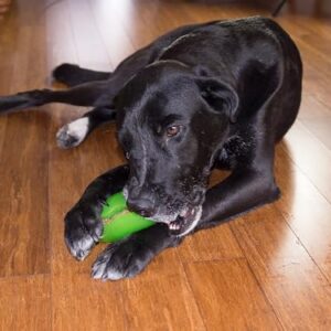 Starmark Treat Dispensing Pickle Pocket for Dogs