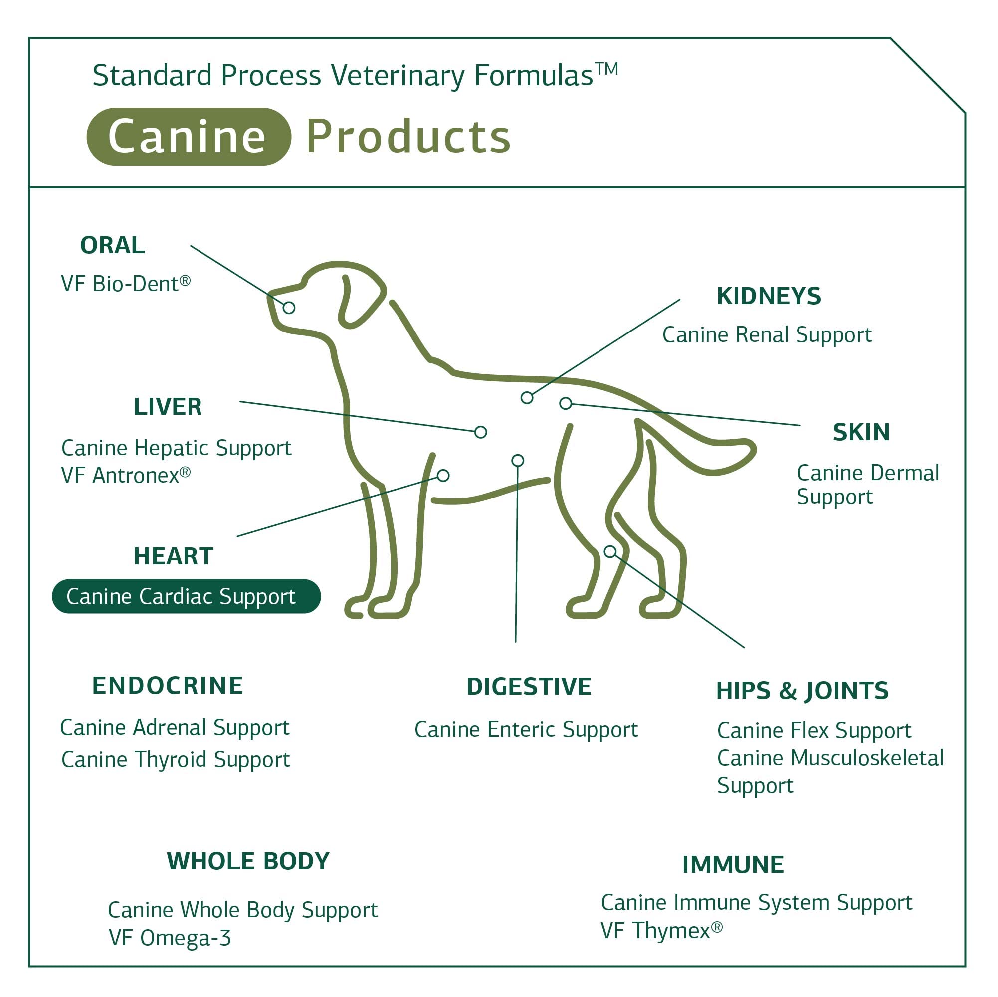 Standard Process Canine Cardiac Support - Dog Heart Health Support Supplement - Nutritional Supplement Formula to Support Cardiac Function - Pet Health Supplement with Selenium - 25 g