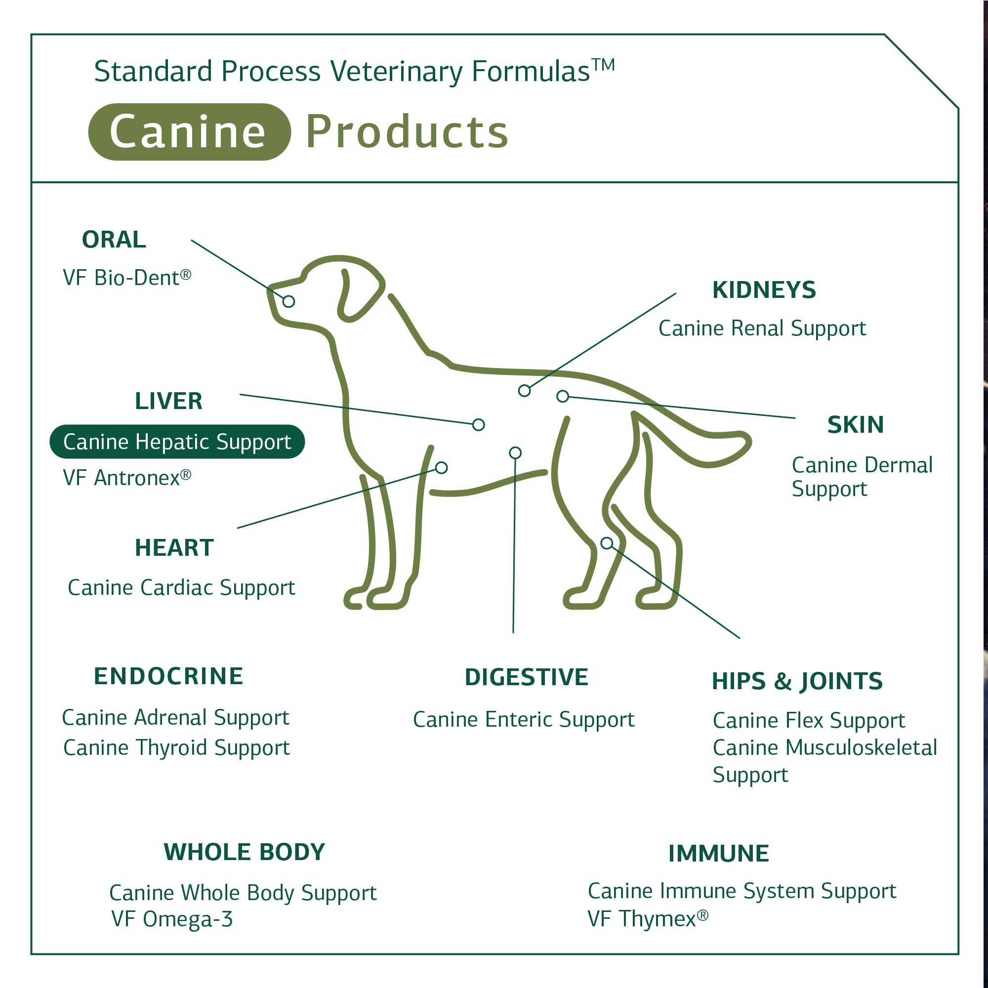 Standard Process - Canine Hepatic Support - Liver Metabolism Support for Dogs - 30 Grams