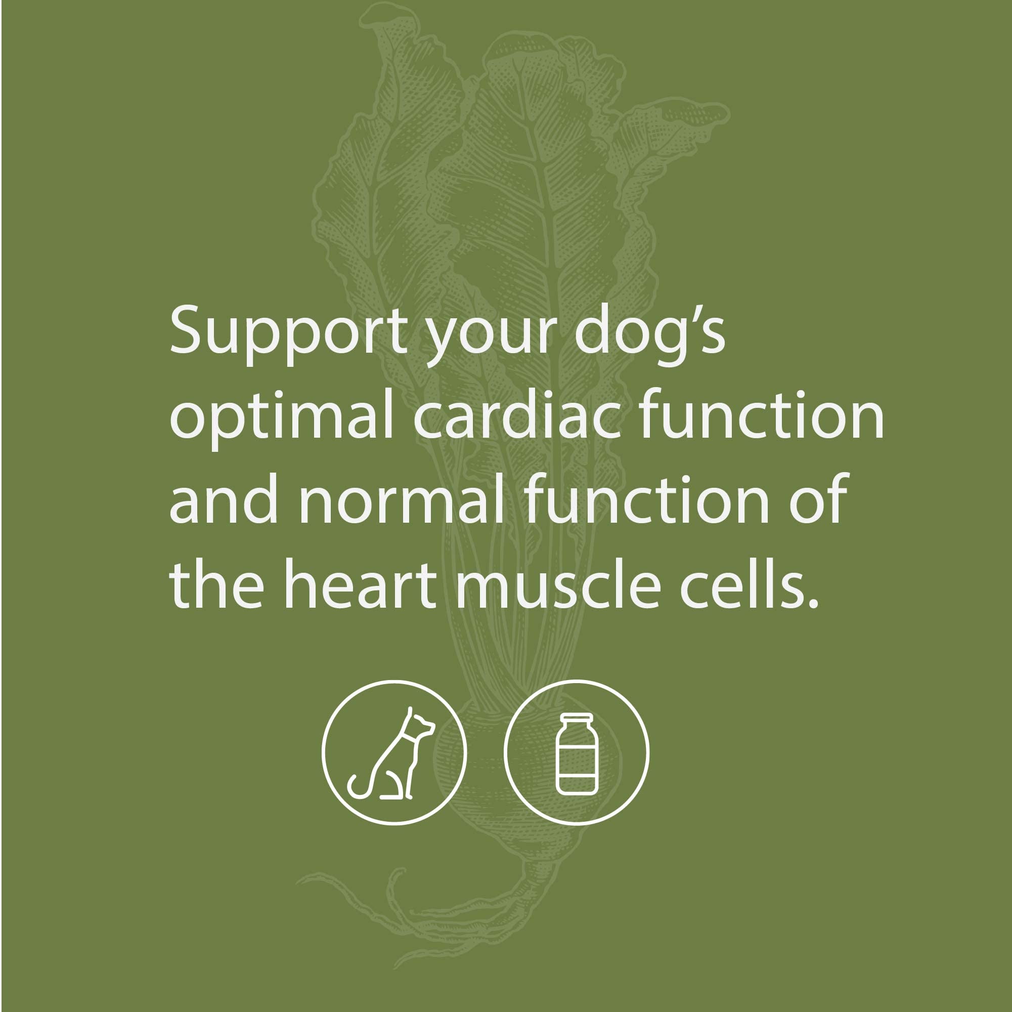 Standard Process Canine Cardiac Support - Dog Heart Health Support Supplement - Nutritional Supplement Formula to Support Cardiac Function - Pet Health Supplement with Selenium - 25 g