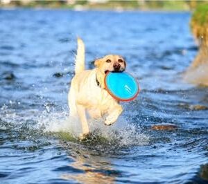 Chuckit! Paraflight Flying Disc Dog Toy - Water Floating Flyer - Durable Nylon Construction with Soft Rubber Edges - For Small and Medium Dogs - Size Small - 6.75" L x 6.75" W - Pack of 1