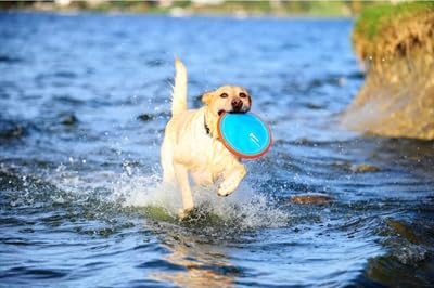 Chuckit! Paraflight Flying Disc Dog Toy - Water Floating Flyer - Durable Nylon Construction with Soft Rubber Edges - For Small and Medium Dogs - Size Small - 6.75" L x 6.75" W - Pack of 1