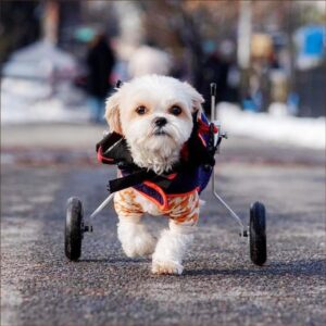 Best Friend Mobility Dog Wheelchair - XX-Small