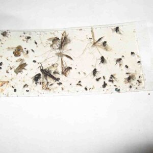 40 pk All Insect Traps/Strips/Glue Boards. Trap Flies, Bees, Wasps, Asian Beetles, etc.